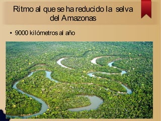 Ritmo al quesehareducido la selva
del Amazonas
● 9000 kilómetrosal año
 