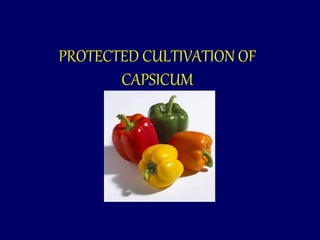 PROTECTED CULTIVATION OF
CAPSICUM
 