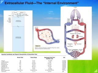 Extracellular Fluid—The “Internal Environment” 