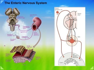The Enteric Nervous System 