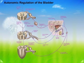 Autonomic Regulation of the Bladder 