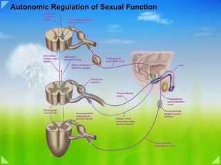 Autonomic Regulation of Sexual Function 