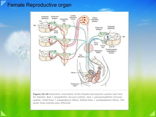 Female Reproductive organ 