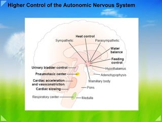 Higher Control of the Autonomic Nervous System 