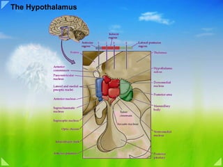 The Hypothalamus 