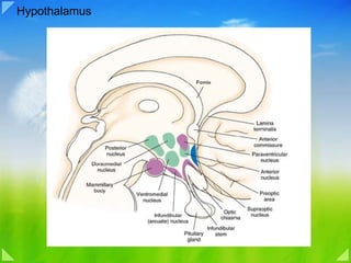 Hypothalamus 