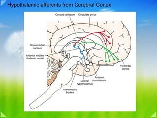 Hypothalamic afferents from Cerebral Cortex 