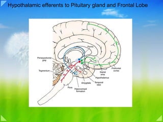 Hypothalamic efferents to Pituitary gland and Frontal Lobe 