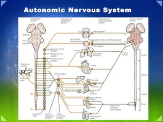 Autonomic Nervous System 