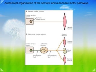Anatomical organization of the somatic and autonomic motor pathways 