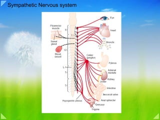 Sympathetic Nervous system 