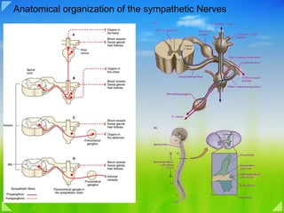Anatomical organization of the sympathetic Nerves 