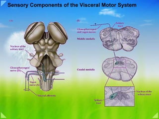 Sensory Components of the Visceral Motor System 