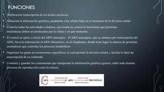 FUNCIONES
• Replicación transcripción de los ácidos nucleicos.
• Almacena la información genética, pasándola a las células hijas en el momento de la división celular
• Controla todas las actividades celulares, ejerciendo su control al determinar qué proteínas
enzimáticas deben ser producidas por la célula y en qué momento.
• El control se ejerce a través del ARN mensajero. El ARN mensajero, que se sintetiza por transcripción del
ADN, lleva la información al ARN ribosómico, en el citoplasma, donde tiene lugar la síntesis de proteínas
enzimáticas que controlan los procesos metabólicos
• Organizar los genes en cromosomas específicos, lo cual permite la división celular y facilita la labor de
transcripción de su contenido.
• Contener y guardar los cromosomas que transportan la información genética (genes), sobre todo durante
procesos de reproducción como la mitosis.
 
