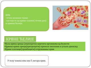 •Бела крвна зрнца (леукоцити)-заштита организма од болести
•Црвена крвна зрнца(еритроцити)-преносе кисеоник и угљен-диоксид
•Крвне плочице(тромбоцити)-згрушавање крви
КРВ:
-течно везивно ткиво
-састоји се од крвне плазме( течни део)
и крвних ћелија.
У телу човека има око 5 литара крви.
 