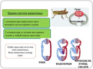 РИБЕ
ВОДОЗЕМЦИ
Срце
Хемолимфа
1.затворен:крв циркулише кроз
затворен систем крвних судова
2.отворен:крв се излива ван крвних
судова у међућелијске просторе
КРОКОДИЛИ,
ПТИЦЕ,
СИСАРИ
Крвни систем животиња
Грађа срца није иста код
свих животиња.
Неке животиње немају
срце.
 