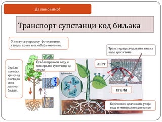 Транспорт супстанци код биљака
Да поновимо!
стома
лист
Кореновим длачицама упија
воду и минералне супстанце
Стабло преноси воду и
минералне супстанце до
листа
У листу се у процесу фотосинтезе
ствара храна и ослобађа кисеоник.
Стабло
преноси
храну од
листа до
свих
делова
биљке.
Транспирација-одавање вишка
воде кроз стоме
 