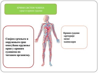 КРВНИ СИСТЕМ ЧОВЕКА
-срце и крвни судови
Крвни судови
-артерије
-вене
-капилари
Својим грчењем и
опружањем срце
омогућава кружење
крви у крвним
судовима по
читавом организму.
 