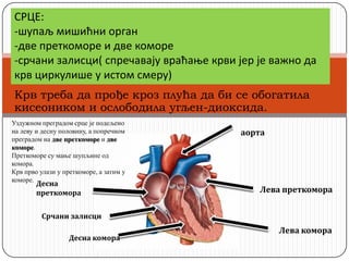 СРЦЕ:
-шупаљ мишићни прган
-две преткпмпре и две кпмпре
-срчани залисци( спречавају враћаое крви јер је важнп да
крв циркулише у истпм смеру)
Крв треба да прође кроз плућа да би се обогатила
кисеоником и ослободила угљен-диоксида.
аорта
Лева преткомора
Лева комора
Десна комора
Срчани залисци
Десна
преткомора
Уздужном преградом срце је подељено
на леву и десну половину, а попречном
преградом на две преткоморе и две
коморе.
Преткоморе су мање шупљине од
комора.
Крв прво улази у преткоморе, а затим у
коморе.
 