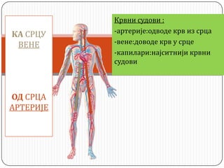 Крвни судови :
-артерије:одводе крв из срца
-вене:доводе крв у срце
-капилари:најситнији крвни
судови
КА СРЦУ
ВЕНЕ
ОД СРЦА
АРТЕРИЈЕ
 