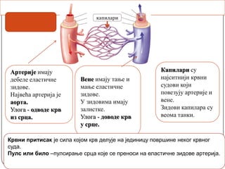 КРВНИ СУДОВИ
Артерије имају
дебеле еластичне
зидове.
Највећа артерија је
аорта.
Улога - одводе крв
из срца.
Вене имају тање и
мање еластичне
зидове.
У зидовима имају
залистке.
Улога - доводе крв
у срце.
Капилари су
најситнији крвни
судови који
повезују артерије и
вене.
Зидови капилара су
веома танки.
Крвни притисак је сила којом крв делује на јединицу површине неког крвног
суда.
Пулс или било –пулсирање срца које се преноси на еластичне зидове артерија.
капилари
 