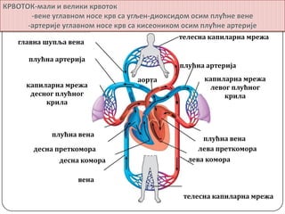 КРВОТОК-мали и велики крвптпк
-вене углавнпм нпсе крв са угљен-дипксидпм псим плућне вене
-артерије углавнпм нпсе крв са кисепникпм псим плућне артерије
аорта
плућна артерија
капиларна мрежа
десног плућног
крила
плућна артерија
лева преткомора
лева комора
десна преткомора
десна комора
вена
телесна капиларна мрежа
телесна капиларна мрежа
плућна вена
плућна вена
главна шупља вена
капиларна мрежа
левог плућног
крила
 