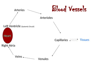 #11 Blood Vessels.ppt Blood Vessels presentation | PPT