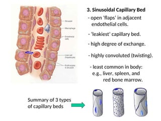 #11 Blood Vessels.ppt Blood Vessels presentation | PPT