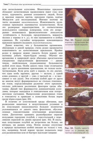 101
Тема 7. Генотип как целостная система___________________________________________________
или несколькими аллелями. Моногенные признаки
обладают качественным проявлением (цвет глаз или
волос, курчавость, ранняя плешивость людей, белая
и красная окраска цветов, признаки гороха, взятые
Менделем для исследования). Именно поэтому их
часто называют качественными. Изменчивость поли-
генных признаков оценивается количественно. Если
это размерные характеристики, то соответственно
используются единицы измерения, если это непре­
рывно меняющиеся физиологические показатели
устойчивость к болезням, продуктивность, жирность
молока у коровы и т. д.), то они оцениваются в особых
единицах. Не случайно непрерывно изменяющиеся
признаки принято называть количественными.
Давно известно, что у большинства организмов,
обитающих в дикой природе, очень редко проявляется
изменчивость по качественным признакам. Крайне
редко в природе можно увидеть белую ворону или
охотнику добыть чёрно-бурую лисицу. Обычно все
организмы в природной среде обитания представлены
совершенно определённым фенотипом — диким
типом, свойственным подавляющему большинству
особей этого вида. Особи дикого типа тоже отличаются
друг от друга внешними признаками, но только коли­
чественными. Если речь идёт о вороне, то это значит,
что одна особь крупнее, другая — мельче, у одной
клюв длиннее, у другой — уже, у третьей он — и мас­
сивнее и так далее. Эти отличия особей друг от друга
во многом могут формироваться не столько генотипа­
ми генов, определяющими развитие этого признаки,
сколько действием различных факторов среды оби­
тания. Дикий тип формируется доминантными алле­
лями, которые находятся в гомозиготном или гетеро­
зиготном состоянии. Выщепление рецессивных генов
в гомозиготу и приводит к появлению белых ворон
среди чёрно-серых (рис. 63).
В отличие от естественной среды обитания, при
разведении животных в искусственных условиях в
их популяциях накапливается большое количество
уклоняющихся от дикого типа фенотипов, обуслов­
ленных гомозиготными сочетаниями рецессивных
генов. Достаточно сравнить разнообразные окраски
полудиких городских голубей, с серо-стальной с пере­
ливами окраской их диких предков (рис. 64). В скаль­
ных популяциях голубей не встретишь ни белых, ни
пёстрых, ни рыжих птиц. Почти полное отсутствие
в природе мутантных особей связано не только с тем,
что, например, белой вороне трудно подыскать пару
для размножения или её быстрее выследит хищник
 