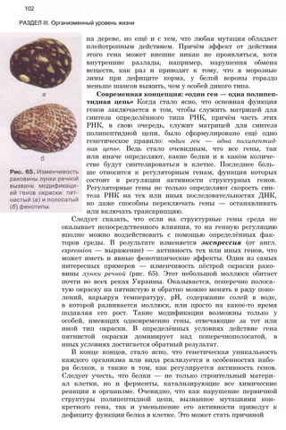 на дереве, но ещё и с тем, что любая мутация обладает
плейотропным действием. Причём эффект от действия
этого гена может внешне никак не проявляться, хотя
внутренние разлады, например, нарушения обмена
веществ, как раз и приводят к тому, что в морозные
зимы при дефиците корма, у белой вороны гораздо
меньше шансов выжить, чем у особей дикого типа.
Современная концепция: «один ген — одна полипеп-
тидная цепь» Когда стало ясно, что основная функция
генов заключается в том, чтобы служить матрицей для
синтеза определённого типа РНК, причём часть этих
РНК, в свою очередь, служит матрицей для синтеза
полипептидной цепи, было сформулировано ещё одно
генетическое правило: «один ген — одна полипептид-
ная цепь». Ведь стало очевидным, что все гены, так
или иначе определяют, какие белки и в каком количе­
стве будут синтезироваться в клетке. Последнее боль­
ше относится к регуляторным генам, функция которых
состоит в регуляции активности структурных генов.
Регуляторные гены не только определяют скорость син­
теза РНК на тех или иных последовательностях ДНК,
но даже способны переключать гены — останавливать
или включать транскрипцию.
Следует сказать, что если на структурные гены среда не
оказывает непосредственного влияния, то на генную регуляцию
вполне можно воздействовать с помощью определённых фак­
торов среды. В результате изменяется экспрессия (от англ.
expression — выражение) — активность тех или иных генов, что
может иметь и явные фенотипические эффекты. Один из самых
интересных примеров — изменчивость пёстрой окраски рако­
вины лунки речной (рис. 65). Этот небольшой моллюск обитает
почти во всех реках Украины. Оказывается, поперечно полоса­
тую окраску на пятнистую и обратно можно менять в ряду поко­
лений, варьируя температуру, pH, содержание солей в воде,
в которой развивается моллюск, или просто на какое-то время
подавляя его рост. Такие модификации возможны только у
особей, имеющих одновременно гены, отвечающие за тот или
иной тип окраски. В определённых условиях действие гена
пятнистой окраски доминирует над поперечнополосатой, в
иных условиях достигается обратный результат.
В конце концов, стало ясно, что генетическая уникальность
каждого организма или вида реализуется в особенностях набо­
ра белков, а также в том, как регулируется активность генов.
Следует учесть, что белки — не только строительный матери­
ал клетки, но и ферменты, катализирующие все химические
реакции в организме. Очевидно, что как нарушение первичной
структуры полипептидной цепи, вызванное мутациями кон­
кретного гена, так и уменьшение его активности приведут к
дефициту функции белка в клетке. Это может стать причиной
102
РАЗДЕЛ III. Организменный уровень жизни
 