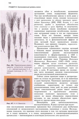 являются сбои в метаболизме, вызванные
мутациями генов, кодирующих ферменты.
Так как метаболические циклы и пути даже у
отдалённых видов очень похожи (вспомните:
у всех организмов по одному принципу проис­
ходит биосинтез ДНК, РНК, белков, а у всех
растений, грибов и животных обязательно
есть гликолиз и цикл Кребса), то получается,
что у разных видов неизбежно возникают
одинаковые нарушения метаболизма, вызван­
ные мутациями одних и тех же структурных
генов. Если это близкие, внешне очень
похожие виды с одинаковыми особенностями
онтогенеза, то и фенотипический эффект от
этих мутаций будет проявляться похоже.
Возникнет, как принято говорить, параллель­
ная изменчивость (рис. 66).
Проявления одинакового спектра мутаций
у близких видов организмов были названы
гомологичными рядами наследственной
изменчивости и сформулированы в 1920 г.
выдающимся генетиком, академиком Нацио­
нальной академии наук Украины Николаем
Ивановичем Вавиловым (1887—1943) следу­
ющим образом: целые семейства растений,
в общем, характеризуются определённым
циклом изменчивости, проходящей через все
роды и виды. В настоящее время это положе­
ние часто называют законом гомологических
рядов наследственной изменчивости.
Сейчас закон трактуют шире и распростра­
няют не только на растения, но и на животных
и даже бактер'ии. Типичным примером парал­
лельной изменчивости является мутация
альбинизма, характерная не только для
млекопитающих, птиц, рыб, но даже растений.
Закон гомологических рядов имеет важное
теоретическое и практическое значение,
поскольку позволяет предсказать: если у
одного из видов обнаружена определённая
мутация, то она должна обязательно проя­
виться и у других видов этого рода.
Внеядерная, или цитоплазматическая,
наследственность. В ряде случаев при изуче­
нии наследования моногенных признаков был установлен ряд необычных
отклонений от менделевского наследования, связанных с полом. Исследо­
вания показали, что причина этого явления в том, что мутации происходят
не в генах хромосом, а в генах, находящихся в самовоспроизводящихся
органеллах — митохондриях и пластидах (вспомните: эти органеллы
104
РАЗДЕЛ III. Организменный уровень жизни
 