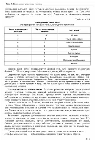 нировании аллелей этих четырёх локусов возможно девять фенотипиче­
ских состояний от чёрных до совершенно белых волос (рис. 70). При этом
наблюдается переход от очень светлого блондина к тёмно-коричневому
брюнету.
Т а б л и ц а 1 5
Наследование цвета волос
(контролируется четырьмя генами, наследуется полимерно)
Тема 7. Генотип как целостная система__________________________________________________
Рыжий цвет волос контролирует другой ген. Его принято обозначать
буквой D: DD — ярко-рыжие, Dd — светло-рыжие, dd — нерыжие.
Современная наука склонна предполагать: ген рыжих волос, то есть ген, благодаря
которому в клетках синтезируется вещество феомеланин, современный человек уна­
следовал от неандертальцев. Кроманьонцы были темноволосыми, неандертальцы же —
часто рыжими и светлокожими. Именно скрещивания между кроманьонцами и неан­
дертальцами и могли привести к тому, что ген рыжего цвета волос оказался в генотипе
современного человека
Наследственные заболевания Большое развитие получил медицинский
аспект генетики человека, который сформировался в особую науку, —
медицинскую генетику. Эта наука, прежде всего, изучает наследственные
заболевания — неполадки организма, связанные с нарушениями генетиче­
ского аппарата: генов, отдельных хромосом или структуры генома.
Генная патология — болезнь, вызванная неправильным действием одно­
го гена. Такое заболевание с точки зрения генетики можно анализировать
как генетический признак и изучать его наследование на основании зако­
нов Менделя — в зависимости от того, доминантным или рецессивным при­
знаком является данная болезнь.
Типичным случаем доминантной генной патологии является полидак­
тилия — наличие на руках или ногах дополнительных пальцев (рис. 71).
Никаких других проблем, кроме эстетической, полидактилия не несёт.
Сейчас дополнительные пальцы обычно удаляют в детстве, а вот раньше
люди, которые родились с лишними пальцами рук или ног не имели воз­
можности избавиться от них.
Примером генной патологии с рецессивным типом наследования явля­
ется фенилкетонурия — заболевание, связанное с нарушением обмена
111
Число доминантных
аллелей
Число рецессивных
аллелей
Цвет волос
8 0 ' Чёрные
7 1 - Тёмно-коричневые
6 2 Тёмно-каштановые
5 3 Каштановые
4 4 Русые
3 5 Светло-русые
2 6 Блондин
1 7 Очень светлый блондин
0 8 Белые
 