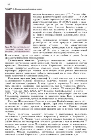 112
РАЗДЕЛ III. Организменный уровень жизни
веществ (вспомните материал § 7). Частота забо­
левания фенилкетонурией составляет 1 : 10 ООО
грудных детей европеоидной расы, частота гете­
розигот (носителей гена) 80 : 10 ООО детей. У пред­
ставителей других рас эта болезнь встречается
значительно реже. Причина фенилкетонурии —
поломка гена (он находится в 12-й хромосоме),
который кодирует фермент, отвечающий за один
из этапов преобразования аминокислоты фени­
лаланина.
Если доминантные мутации генов довольно
разнообразны по своей природе и действию, то
рецессивные мутации — это исключительно
генные мутации, приводящие или к нарушениям
синтеза иРНК, или к синтезу полипептидной
цепи с неправильным набором аминокислот.
В последнем случае это может привести к неспособности такого белка
(фермента) выполнять свою функцию.
Хромосомные болезни. Существуют генетические заболевания, вы­
званные нарушениями одной хромосомы. Иногда это — выпадение кусочка
хромосомы. Например, поломка плеча Y-хромосомы вызывает патологию,
которая называется синдромом кошачьего крика. Для этого заболевания
характерны деформация гортани, из-за которой голос ребёнка напоминает
мяуканье кошки, мышечная слабость, маленький вес и рост, общее отста­
вание в развитии и умственная отсталость.
Геномные мутации (анеуплоидии). У людей довольно часто возникают
наследственные болезни, вызванные наличием лишней или отсутствием
одной из половых хромосом. В этом случае в кариотипе больного может
быть изменено количество как Х-хромосом, так и Y-хромосом. Встреча­
ются следующие соотношения половых хромосом: Х0 (синдром Шерешев-
ского—Тернера), XXX, ХХХХ, XXY (синдром Клайнфельтера) и другие —
XXYY, XYY, XYYY. В случае, если в кариотипе присутствует хотя бы одна
Y-хромосома, организм развивается по мужскому типу. Если в кариотипе
есть только Х-хромосома, организм развивается по женскому типу.
Синдром Шерешевского—Тернера и синдром Клайнфельтера имеют чёт­
ко выраженный фенотипический эффект. При этих болезнях происходит
недоразвитие половых органов и нарушения психики. Именно поэтому
диагноз этих болезней без осложнений ставится уже на первых годах жизни
человека.
Совсем по-другому выглядит ситуация с патологиями кариотипа,
связанными с увеличением числа Х-хромосом у женщин и Y-хромосом у
мужчин (рис. 72). Частота таких аномалий довольно большая и составляет
2:1000. Однако диагностируется патология далеко не у всех её носителей. У
женщин увеличение числа Х-хромосом специфично никак не проявляется.
Мужчины, в кариотипах которых присутствуют лишние Y-хромосомы,
также редко обращаются к специалистам и не знают о такой своей осо­
бенности. Однако выяснилась интересная закономерность: количество
носителей лишней Y-хромосомы среди заключенных существенно пре-
 