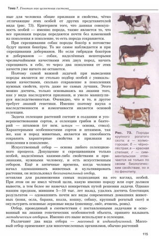 Тема 7. Генотип как целостная система___________________________________________________
ные для человека общие признаки и свойства, чётко
отличающие этих особей от других представителей
вида (рис. 73). Критерием того, что данная совокуп­
ность особей — именно порода, также является то, что
все признаки породы передаются почти без изменений
из поколения в поколение, то есть порода сохраняется.
При скрещивании собак породы боксёр в потомстве
будут щенки боксёры. То же самое наблюдается и при
скрещивании доберманов. Но если гибридов боксёров
и доберманов — собак, наделённых некоторыми
чрезвычайными качествами этих двух пород, начать
скрещивать в себе, то через два поколения от этих
качеств уже ничего не останется.
Поэтому самой важной задачей при выведении
породы является не столько подбор особей с уникаль­
ными качествами, сколько сохранение в поколениях
нужных свойств, пусть даже не самых лучших. Этого
можно достичь, только основываясь на знании того,
как у вида наследуются признаки, и умело манипули­
руя наследственностью. Очевидно, что и то, и другое
требует знаний генетики. Именно поэтому наука о
наследственности и изменчивости является основой
селекции.
Задача селекции растений состоит в создании и усо­
вершенствовании сортов, а селекции грибов и бакте­
рий — штаммов (от нем. штам — основа, ствол).
Характерными особенностями сортов и штаммов, так
же, как и пород животных, является их способность
сохранять характерные свойства и признаки из
поколения в поколение.
Искусственный отбор — основа любого селекцион­
ного процесса. Допущение к скрещиваниям только
особей, наделённых какими-либо свойствами и при­
знаками, нужными человеку, и есть искусственным
отбором. Ещё в античные времена, когда человек
начал одомашнивать животных и культивировать
растения, он использовал бессознательный отбор,
оставляя для размножения самых подходящих на его взгляд, особей.
При этом он не имел чёткой цели, какую именно породу или сорт должен
вывести, а тем более не намечал конкретных путей решения задачи. Однако
нашим предкам, жившим 5—10 тыс. лет назад, удалось достичь блестящих
результатов — одомашнить почти все виды современных домашних живот­
ных (коня, осла, барана, козла, кошку, собаку, крупный рогатый скот) и
окультурить основные зерновые виды (пшеницу, овёс, ячмень, рожь).
Отбор, проводимый в соответствии с поставленными задачами и осно­
ванный на знании генетических особенностей объекта, принято называть
методическим отбором. Именно его ныне используют в селекции.
Различают два вида отбора — массовый и индивидуальный. Массо­
вый отбор применяют для многочисленных организмов, обычно растений
115
 