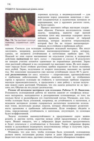 116
РАЗДЕЛ III. Организменный уровень жизни
зерновых культур, а индивидуальный — для
выведения пород домашних животных с низ­
кой плодовитостью и количеством потомков от
скрещивания, как у крупного рогатого скота,
не более одного.
Процесс массового отбора выглядит следую­
щим образом. Сначала исследователь ставит
задачу, например, вывести сорт мягкой
пшеницы (этот вид пшеницы содержит шесть
наборов хромосом, в отличие от твёрдой
пшеницы, которая является тетраплоидом),
который был бы не только высокопродук­
тивным, но и стойким к грибковым заболе­
ваниям. Сначала для селекции подбирают исходный материал. Им могут
послужить, например, различные высокопродуктивные сорта, которые,
однако, не являются устойчивыми к патогенным грибкам (рис. 74).
Каждый из этих сортов высаживают на отдельном участке и подвергают
действию патогенов (от греч. патос — страдание и генезис). В результате
на каждом участке остаются одиночные не поражённые растения. Зерно
этих растений собирают и на следующий год высевают снова. Из него вырас­
тают гораздо более стойкие растения; грибки поражают не более половины
всех особей. Зерно, полученное от второго поколения, высевают на третий
год. Это поколение оказывается уже вполне устойчивым: около 90 % расте­
ний резистентны (от англ. resistance — сопротивление, противодействие)
к грибковым заболеваниям. Остаётся выяснить, какой из отобранных
сортов в процессе селекции на стойкость к патогенным грибкам сохранил
высокую производительность, и продолжить с ним работу с целью получе­
ния нового сорта растений. Очевидно, что эта задача решается не за три—
пять лет. Обычно на это уходят десятилетия.
Учение об исходном материале для селекции. Работы Н. И. Вавилова.
Успешность селекционной работы во многом зависит от генофонда исход­
ного материала, находящегося в распоряжении селекционера, от того, на
сколько богат и разнообразен его генетический состав. Очевидно, для того,
чтобы селекция была успешной, например, на устойчивость к патогенам, в
исходном материале должно содержаться достаточное количество аллель­
ных генов, желательно разных локусов, которые обеспечивают резистент­
ность организма к грибковым заболеваниям. Если генофонд обеднён и
гены, определяющие устойчивость к патогенам, отсутствуют, то селекция
будет неэффективной.
Задачу создания высокоустойчивого и продуктивного сорта можно
решить и другим путём, скрестив между собой продуктивные и стойкие
сорта. Можно ожидать, что у гибридных форм высокая продуктивность
и будет сочетаться с устойчивостью к болезням. Такие гибридные формы
можно в дальнейшем подвергнуть искусственному отбору и получить сорта,
в которых удачно соединяются эти качества.
Очевидно, что для того, чтобы селекция была успешной, селекционер
должен иметь коллекцию разных сортов и даже образцов дикорастущих
форм того или иного вида, другими словами, обладать обширным генофон-
 