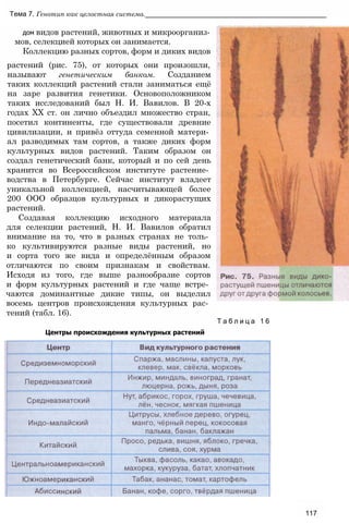 Тема 7. Генотип как целостная система._______________________________________________
дом видов растений, животных и микроорганиз-
мов, селекцией которых он занимается.
Коллекцию разных сортов, форм и диких видов
растений (рис. 75), от которых они произошли,
называют генетическим банком. Созданием
таких коллекций растений стали заниматься ещё
на заре развития генетики. Основоположником
таких исследований был Н. И. Вавилов. В 20-х
годах XX ст. он лично объездил множество стран,
посетил континенты, где существовали древние
цивилизации, и привёз оттуда семенной матери­
ал разводимых там сортов, а также диких форм
культурных видов растений. Таким образом он
создал генетический банк, который и по сей день
хранится во Всероссийском институте растение­
водства в Петербурге. Сейчас институт владеет
уникальной коллекцией, насчитывающей более
200 ООО образцов культурных и дикорастущих
растений.
Создавая коллекцию исходного материала
для селекции растений, Н. И. Вавилов обратил
внимание на то, что в разных странах не толь­
ко культивируются разные виды растений, но
и сорта того же вида и определённым образом
отличаются по своим признакам и свойствам.
Исходя из того, где выше разнообразие сортов
и форм культурных растений и где чаще встре­
чаются доминантные дикие типы, он выделил
восемь центров происхождения культурных рас­
тений (табл. 16).
Т а б л и ц а 1 6
Центры происхождения культурных растений
117
 