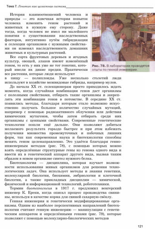 Тема 7. Генотип как целостная система___________________________________________________
История взаимоотношений человека и
природы — это извечная история попыток
человека изменить геном растений и
животных в нужную ему сторону. Даже
тогда, когда человек не имел ни малейшего
понятия о существовании наследственных
факторов, интуитивно путём гибридизации
и селекции организмов с нужными свойства­
ми он изменял наследственность домашних
животных и культурных растений.
Все сорта фруктовых деревьев и ягодных
культур, овощей, злаков имеют изменённый
геном, то есть у них уже не тот генотип, кото­
рый имели их дикие предки. Практически
все растения, которые люди используют
в пищу — полиплоиды. Уже несколько столетий люди
используют в хозяйстве межвидовые гибриды, например мулов.
До начала XX ст. селекционерам просто приходилось ждать
момента, когда случайная комбинация генов даст организмы
с полезными свойствами, отбирать такие организмы и закреп­
лять эти комбинации генов в потомстве. В середине XX ст.
появились методы, благодаря которым стало возможно искус­
ственно получать большое количество случайных мутаций,
например с помощью радиоактивного облучения или действия
химических мутагенов, чтобы затем отбирать среди них
организмы с ценными свойствами. Современные генетические
технологии пошли ещё дальше. Они позволяют добиться
желаемого результата гораздо быстрее и при этом избежать
получения множества промежуточных и побочных лишних
форм, так как современная наука и биотехнология способны
менять геном целенаправленно. Это удаётся благодаря генно-
инженерным методам (рис. 78), с помощью которых можно
взять определённые структурные гены из генома одного вида и
ввести их в генетический аппарат другого вида, вызвав таким
образом в новом организме синтез нужного белка.
Биотехнология — дисциплина, которая изучает возмож­
ности использования живых организмов для решения техно­
логических задач. Она использует методы и знания генетики,
молекулярной биологии, биохимии, эмбриологии и клеточной
биологии, а также прикладных дисциплин — химической,
физической и информационной технологий, робототехники.
Термин биотехнология в 1917 г. предложил венгерский
инженер К. Ереки, когда описал процесс производства свини­
ны, используя в качестве корма для свиней сахарную свёклу.
Генная инженерия и генетически модифицированные орга­
низмы. Одним из наиболее перспективных направлений биотех­
нологии считают генную инженерию — манипуляции с генети­
ческим аппаратом и определёнными генами (рис. 79), которые
позволяют с помощью молекулярно-биологических методов
121
 
