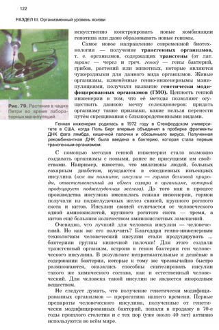 122
РАЗДЕЛ III. Организменный уровень ясизви
искусственно конструировать новые комбинации
генотипа или даже образовывать новые геномы.
Самое новое направление современной биотех­
нологии — получение трансгенных организмов,
т. е. организмов, содержащих трансгены (от лат.
транс — через и греч. генос) — гены бактерий,
грибов, растений или животных, которые являются
чужеродными для данного вида организмов. Живые
организмы, изменённые генно-инженернымы мани­
пуляциями, получили название генетически моди­
фицированных организмов (ГМО). Ценность генной
инженерии в том, что её методы позволяют осу­
ществить давнюю мечту селекционеров: придать
организму такие признаки, какие нельзя перенести
путём скрещивания с близкородственными видами.
Генная инженерия родилась в 1972 году в Стенфордском универси­
тете в США, когда Поль Берг впервые объединил в пробирке фрагменты
ДНК фага лямбда, кишечной палочки и обезьяньего вируса. Полученная
рекомбинантная ДНК была введена в бактерию, которая стала первым
трансгенным организмом.
С помощью методов генной инженерии стало возможно
создавать организмы с новыми, ранее не присущими им свой­
ствами. Например, известно, что миллионы людей, больных
сахарным диабетом, нуждаются в ежедневных инъекциях
инсулина (как вы помните, инсулин — гормон белковой приро­
ды, ответствененный за обмен сахара в организме, который
продуцирует поджелудочная железа). До того как в процесс
производства инсулина вмешалась генная инженерия, гормон
получали из поджелудочных желез свиней, крупного рогатого
скота и китов. Инсулин свиней отличается от человеческого
одной аминокислотой, крупного рогатого скота — тремя, а
китов ещё большим количеством аминокислотных замещений.
Очевидно, что лучший для человека инсулин — человече­
ский. Но как же его получить? Благодаря генно-инженерным
технологиям человеческий инсулин стали продуцирувать ...
бактериии группы кишечной палочки! Для этого создали
трансгенный организм, встроив в геном бактерии ген челове­
ческого инсулина. В результате непритязательные и дешёвые в
содержании бактерии, которые к тому же чрезвычайно быстро
размножаются, оказались способны синтезировать инсулин
такого же химического состава, как и естественный челове­
ческий. Для человека такой инсулин не является инородным
веществом.
Не следует думать, что получение генетически модифици­
рованных организмов — прерогатива нашего времени. Первые
препараты человеческого инсулина, полученные от генети­
чески модифицированных бактерий, попали в продажу в 70-е
годы прошлого столетия и с тех пор (уже около 40 лет) активно
используются во всём мире.
 