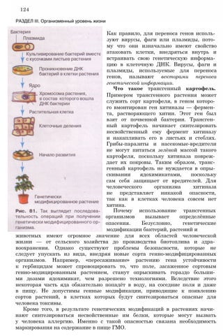 124
РАЗДЕЛ III. Организменный уровень жизни
Как правило, для переноса генов исполь­
зуют вирусы, фаги или плазмиды, пото­
му что они изначально имеют свойство
атаковать клетки, внедряться внутрь и
встраивать свою генетическую информа­
цию в клеточную ДНК. Вирусы, фаги и
плазмиды, используемые для переноса
генов, называют векторами переноса
генетической информации.
Что такое трансгенный картофель.
Примером трансгенного растения может
служить сорт картофеля, в геном которо­
го вмонтирован ген хитиназы — фермен­
та, растворяющего хитин. Этот ген был
взят от почвенной бактерии. Трансген­
ный картофель начинает синтезировать
несвойственный ему фермент хитиназу
и накапливать его в листьях и стеблях.
Грибы-паразиты и насекомые-вредители
не могут питаться зелёной массой такого
картофеля, поскольку хитиназа повреж­
дает их покровы. Таким образом, транс­
генный картофель не нуждается в опры­
скивании ядохимикатами, поскольку
сам себя защищает от вредителей. Для
человеческого организма хитиназа
не представляет никакой опасности,
так как в клетках человека совсем нет
хитина.
Почему использование трансгенных
организмов вызывает определённые
опасения. Безусловно, генетические
модификации бактерий, растений и
животных имеют огромное значение для всех областей человеческой
жизни — от сельского хозяйства до производства биотоплива и здра­
воохранения. Однако существуют проблемы безопасности, которые не
следует упускать из вида, внедряя новые сорта генно-модифицированных
организмов. Например, «пересаживание» растению гена устойчивости
к гербицидам может спровоцировать то, что поле, засаженное сортовым
генно-модицированным растением, станут опрыскивать гораздо больши­
ми дозами ядохимикат, чем разрешено технологиями. Вследствие этого
некоторая часть яда обязательно попадёт в воду, на соседние поля и даже
в пищу. Не допустимы генные модификации, приводящие к появлению
сортов растений, в клетках которых будут синтезироваться опасные для
человека токсины.
Кроме того, в результате генетических модификаций в растениях начи­
нают синтезироваться несвойственные им белки, которые могут вызвать
у человека аллергию. Именно с такой опасностью связана необходимость
маркирования на содержание в пище ГМО.
 