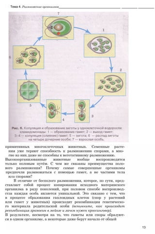 примитивных многоклеточных животных. Семенные расте-
ния уже теряют способность к размножению спорами, а мно­
гие из них даже не способны к вегетативному размножению.
Высокоорганизованные животные вообще воспроизводятся
только половым путём. С чем же связаны преимущества поло-
вого размножения? Почему самые совершенные организмы
предпочли размножаться с помощью гамет, а не частями тела
или спорами?
В отличие от бесполого размножения, которое, по сути, пред-
ставляет собой процесс копирования исходного материнского
организма в ряду поколений, при половом способе воспроизвод-
стза каждая особь является уникальной. Это связано с тем, что
в процессе образования гаплоидных клеток (спор у растений
или гамет у животных) происходит рекомбинация генетическо-
го материала родительской особи (вспомните, как происходит
рекомбинация хромосом в мейозе и зачем нужен кроссинговер).
В результате, несмотря на то, что гаметы или споры образуют-
ся в одном организме, а некоторые даже берут начало от общей
13
Тема 4. Размножение организмов____________________________________ __________ __________
 
