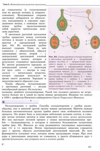 Тема 8. Индивидуальное развитие организмов_________________________________________________
ру семязачатка (у голосеменных)
или на рыльце пестика (у покрыто­
семенных). Неподвижные спермии
цветковых добираются до яйцекле­
ток, находящихся в середине заро­
дышевого мешка, с помощью пыль­
цевых трубок, представляющих
собой выросты цитоплазмы муж­
ских заростков.
У цветковых растений пыльцевая
трубка прорастает между клетками
пестика и входит в полость завязи,
врастая в зародышевый мешок-
(рис. 84). Из пыльцевой трубки
выходят спермии. Один из них
сливается с яйцеклеткой, образуя
диплоидную зиготу, второй — с
центральной диплоидной клеткой
зародышевого мешка, которая в
результате становится триплоидной.
Из зиготы развивается зародыш, из
центральной клетки — эндосперм
(от греч. эндон — внутри и спер-
матос) — питательное вещество,
которое зародыш использует во
время своего развития. Зародыш и
эндосперм вместе образуют семя.
Таким образом, оплодотворение
у цветковых растений — весьма
своеобразный процесс. Он получил
название двойного оплодотворения. Такой тип полового процесса не встре­
чается больше ни в одной из групп живых организмов. Впервые его описал
в 1898 г. профессор Киевского университета Сергей Гаврилович Навашин.
Оплодотворение у грибов. Способы оплодотворения у грибов разно­
образны, как в никакой другой группе живых организмов. Причём каждая
большая систематическая группа грибов имеет свои особенности полового
процесса. Это может быть и копуляция небольших половых клеток, и слия­
ние целых половых органов и даже мицелиев (по сути, целых организмов).
Вот как выглядит половой процесс у самых высокоорганизованных гри­
бов — базидиомицетов, к которым и относится большинство шляпочных
грибов (рис. 85). Вначале из спор развиваются гаплоидные короткоживу-
щие «+» и «-» мицелии. Потом «противоположные» мицелии сливаются
друг с другом, образуя долгоживущий диплоидный мицелий. Из него
формируются плодовые тела, которые вновь продуцируют споры. При этом
ядра в диплоидных мицелиях не сливаются, а просто сближаются друг с
другом (вспомните, как устроено тело и клетки гриба).
5*
131
 