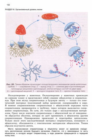 Оплодотворение у животных. Оплодотворение у животных происходит
по единому плану и представляет собой слияние яйцеклетки и сперматозо­
ида. При этом вклад сперматозоида в будущую зиготу — только его гене­
тический материал (гаплоидный набор хромосом), содержащийся в ядре.
В момент соприкосновения сперматозоида с яйцеклеткой передняя часть
сперматозоида превращается в трубочку, через которую выделяется содер­
жимое сперматозоида. По сути, это только ядро с наследственным матери­
алом. Сразу после контакта сперматозоида с яйцеклеткой на её поверхнос­
ти образуется оболочка, которая не даёт проникнуть в яйцеклетку другим
сперматозоидам. Одновременно происходит и перестройка цитоплазмы.
Только после этого наследственный материал сперматозоида, попавшего в
яйцеклетку, объединяется с генетическим материалом яйцеклетки. Таким
образом получается зигота.
Место проникновения сперматозоида в яйцеклетку может со временем опреде­
лить расположение органов будущего организма. Известно, что у земноводных та часть
яйцеклетки, в которую входит сперматозоид, в ходе развития превращается в передний
конец тела.
132
РАЗДЕЛ III. Организменный уровень жизни
 