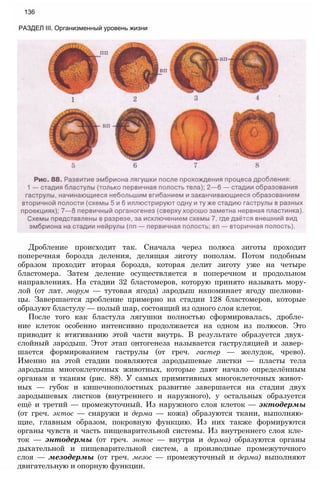 136
РАЗДЕЛ III. Организменный уровень жизни
Дробление происходит так. Сначала через полюса зиготы проходит
поперечная борозда деления, делящая зиготу пополам. Потом подобным
образом проходит вторая борозда, которая делит зиготу уже на четыре
бластомера. Затем деление осуществляется в поперечном и продольном
направлениях. На стадии 32 бластомеров, которую принято называть мору-
лой (от лат. морум — тутовая ягода) зародыш напоминает ягоду шелкови­
цы. Завершается дробление примерно на стадии 128 бластомеров, которые
образуют бластулу — полый шар, состоящий из одного слоя клеток.
После того как бластула лягушки полностью сформировалась, дробле­
ние клеток особенно интенсивно продолжается на одном из полюсов. Это
приводит к втягиванию этой части внутрь. В результате образуется двух­
слойный зародыш. Этот этап онтогенеза называется гаструляцией и завер­
шается формированием гаструлы (от греч. гастер — желудок, чрево).
Именно на этой стадии появляются зародышевые листки — пласты тела
зародыша многоклеточных животных, которые дают начало определённым
органам и тканям (рис. 88). У самых примитивных многоклеточных живот­
ных — губок и кишечнополостных развитие завершается на стадии двух
зародышевых листков (внутреннего и наружного), у остальных образуется
ещё и третий — промежуточный. Из наружного слоя клеток — эктодермы
(от греч. эктос — снаружи и дерма — кожа) образуются ткани, выполняю­
щие, главным образом, покровную функцию. Из них также формируются
органы чувств и часть пищеварительной системы. Из внутреннего слоя кле­
ток — энтодермы (от греч. энтос — внутри и дерма) образуются органы
дыхательной и пищеварительной систем, а производные промежуточного
слоя — мезодермы (от греч. мезос — промежуточный и дерма) выполняют
двигательную и опорную функции.
 