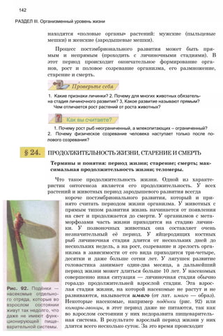 142
РАЗДЕЛ III. Организменный уровень жизни
находятся «половые органы» растений: мужские (пыльцевые
мешки) и женские (зародышевые мешки).
Процесс постэмбрионального развития может быть пря­
мым и непрямым (проходить с личиночными стадиями). В
этот период происходит окончательное формирование орга­
нов, рост и половое созревание организма, его размножение,
старение и смерть.
1. Какие признаки личинки? 2. Почему для многих животных обязатель­
на стадия личиночного развития? 3, Какое развитие называют прямым?
Чем отличается рост растений от роста животных?
1. Почему рост рыб неограниченный, а млекопитающих — ограниченный?
2. Почему физическое созревание человека наступает только после по­
лового созревания?
ПРОДОЛЖИТЕЛЬНОСТЬ ЖИЗНИ, СТАРЕНИЕ И СМЕРТЬ
Термины и понятия: период жизни; старение; смерть; мак­
симальная продолжительность жизни; теломеры.
Что такое продолжительность жизни. Одной из характе­
ристик онтогенеза является его продолжительность. У всех
растений и животных период зародышевого развития всегда
короче постэмбрионального развития, который и при­
нято считать периодом жизни организма. У животных с
прямым типом развития жизнь начинается от появления
на свет и продолжается до смерти. У организмов с мета­
морфозами часть жизни приходится на стадию личин­
ки. У позвоночных животных она составляет очень
незначительный её период. У яйцеродящих костных
рыб личиночная стадия длится от нескольких дней до
нескольких недель, а на рост, созревание и зрелость орга­
низма в зависимости от его вида приходится три-четыре,
десятки и даже больше сотни лет. У лягушек развитие
головастика занимает один-два месяца, а дальнейший
период жизни может длиться больше 10 лет. У насекомых
совершенно иная ситуация — личиночная стадия обычно
гораздо продолжительней взрослой стадии. Эта взрос­
лая стадия жизни, на которой насекомые не растут и не
развиваются, называется имаго (от лат. имаго — образ).
Некоторые насекомые, например подёнки (рис. 92) или
комары-звонцы, в этот период даже не питаются, так как
во взрослом состоянии у них недоразвита пищеваритель­
ная система. В результате взрослый период жизни у них
длится всего несколько суток. За это время происходит
 