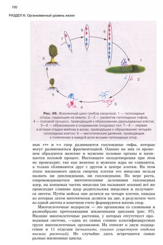 ных «+» и «-» спор развиваются гаплоидные гифы, которые
могут размножаться фрагментацией. Однако на них со време­
нем образуются женские и мужские половые органы и начи­
нается половой процесс. Настоящего оплодотворения при этом
не происходит, так как женское и мужское ядра не сливаются,
а только сближаются друг с другом в центре клетки. На этом
этапе жизненного цикла сморчка клетки его мицелия нельзя
назвать ни диплоидными, ни гаплоидными. По мере роста,
сопровождающегося митотическими делениями гаплоидных
ядер, на концевых частях мицелия (их называют асками) всё же
происходит слияние ядер родительских мицелиев и получают­
ся зиготы. Путём мейоза они делятся на четыре клетки, каждая
из которых затем митотически делится на две, в результате чего
из одной зиготы в конечном счете формируются восемь спор.
Многоклеточные водоросли — это организмы со сложными и
разнообразно протекающими жизненными циклами (рис. 97).
Низшие многоклеточные растения, у которых отсутствует про­
водящая система, —одна из самых сложно классифицируемых
групп многоклеточных организмов. Их относят к двум подцар-
ствам и 11 отделам (вспомните, сколько существует отделов
высших растений). Не случайно здесь встречаются самые
разные жизненные циклы.
150
РАЗДЕЛ III. Организменный уровень жизни
 