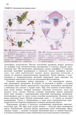 гаметофите, недолговечен. Вполне естественно возникает вопрос: является
ли спорофит мхов самостоятельным организмом? У плаунов, хвощей, папо­
ротников (рис. 98) преобладает диплоидная стадия спорофита. У семенных
растений гаметофит редуцирован и считается частью спорофита (вспом­
ните, что собой представляют половые органы цветковых растений), а
потому не является самостоятельным организмом. Таким образом, у голо­
семенных и покрытосеменных растений жизненный цикл проходит без
чередования поколений и только на диплоидной фазе развития.
Сложные жизненные циклы животных — это чередование поколе­
ний диплоидных организмов. В отличие от растений и грибов, у которых
гаплоидная фаза обычно представлена отдельным поколением организмов,
у животных она сведена к стадии гамет. При этом половые клетки образу­
ются путём мейоза, который называют гаметным (вспомните, какие ещё
бывают типы мейоза). Поэтому сложные жизненные циклы животных
могут быть связаны с чередованиями поколений диплоидных организмов,
отличающихся друг от друга только способом размножения. Большая часть
видов животных имеет простой жизненный цикл — от зиготы до полового
размножения. Только у примитивных и чаще всего паразитических пред­
ставителей этого царства сохранились сложные жизненные циклы.
Чередование полового и бесполого размножения свойственно кишечно­
полостным (рис. 99). При этом стадия полипа — бесполая фаза жизненного
цикла. Размножение полипов обычно происходит путём почкования. Меду-
зоидная стадия — половая. Сложный жизненный цикл со сменой бесполого
и полового размножения также свойственен отдельным группам ленточных
152
РАЗДЕЛ III. Организменный уровень жизни
 