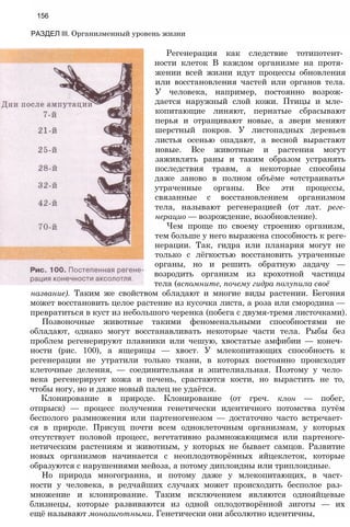 РАЗДЕЛ III. Организменный уровень жизни
156
Регенерация как следствие тотипотент­
ности клеток В каждом организме на протя­
жении всей жизни идут процессы обновления
или восстановления частей или органов тела.
У человека, например, постоянно возрож­
дается наружный слой кожи. Птицы и мле­
копитающие линяют, пернатые сбрасывают
перья и отращивают новые, а звери меняют
шерстный покров. У листопадных деревьев
листья осенью опадают, а весной вырастают
новые. Все животные и растения могут
заживлять раны и таким образом устранять
последствия травм, а некоторые способны
даже заново в полном объёме «отстраивать»
утраченные органы. Все эти процессы,
связанные с восстановлением организмом
тела, называют регенерацией (от лат. реге-
нерацио — возрождение, возобновление).
Чем проще по своему строению организм,
тем больше у него выражена способность к реге­
нерации. Так, гидра или планария могут не
только с лёгкостью восстановить утраченные
органы, но и решить обратную задачу —
возродить организм из крохотной частицы
тела (вспомните, почему гидра полупила своё
название). Таким же свойством обладают и многие виды растении. Бегония
может восстановить целое растение из кусочка листа, а роза или смородина —
превратиться в куст из небольшого черенка (побега с двумя-тремя листочками).
Позвоночные животные такими феноменальными способностями не
обладают, однако могут восстанавливать некоторые части тела. Рыбы без
проблем регенерируют плавники или чешую, хвостатые амфибии — конеч­
ности (рис. 100), а ящерицы — хвост. У млекопитающих способность к
регенерации не утратили только ткани, в которых постоянно происходят
клеточные деления, — соединительная и эпителиальная. Поэтому у чело­
века регенерирует кожа и печень, срастаются кости, но вырастить не то,
чтобы ногу, но и даже новый палец не удаётся.
Клонирование в природе. Клонирование (от греч. клон — побег,
отпрыск) — процесс получения генетически идентичного потомства путём
бесполого размножения или партеногенезом — достаточно часто встречает­
ся в природе. Присущ почти всем одноклеточным организмам, у которых
отсутствует половой процесс, вегетативно размножающимся или партеноге-
нетическим растениям и животным, у которых не бывает самцов. Развитие
новых организмов начинается с неоплодотворённых яйцеклеток, которые
образуются с нарушениями мейоза, а потому диплоидны или триплоидные.
Но природа многогранна, и потому даже у млекопитающих, в част­
ности у человека, в редчайших случаях может происходить бесполое раз­
множение и клонирование. Таким исключением являются однояйцевые
близнецы, которые развиваются из одной оплодотворённой зиготы — их
ещё называют монозиготными. Генетически они абсолютно идентичны,
 