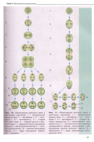 Тема 4. Размножение организмов_____________________ ___________________________________
17
 