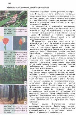 плотности популяции начали развиваться инфек­
ции. В результате часть популяции вымирала.
Сохранялись самые сильные и выносливые особи,
которым теперь уже вполне хватало жизненных
ресурсов. Они снова начинали интенсивно размно­
жаться, и популяция увеличивалась до тех пор,
пока хватало ресурсов.
В соответствии с изменением численности
популяции преобразуется и её структура. В по­
пуляции на подъёме численности большую часть
составляют молодые особи; в ней обычно больше
самцов. И наоборот, в состоянии депрессии
популяция содержит больше самок и в ней
преобладают взрослые и старые особи.
Периодические изменения численности по­
пуляций и их структуры получили название волн
жизни. Особенно заметны они у быстро созрева­
ющих и плодовитых организмов, таких как
насекомые или грызуны. Печальную известность,
благодаря своей особенности давать вспышки
численности, получила перелётная саранча
(рис. 124), описания опустошительных набегов
которой можно найти даже в Библии. Большую
опасность для людей представляют и резкие
подъёмы численности мышевидных грызунов,
за которыми обычно следуют вспышки опасных
инфекционных заболеваний, прежде всего
туляремии и лептоспироза.
Адаптивные ритмы популяций и организ­
мов. Жизнь любого организма состоит из биоло­
гических ритмов — повторяющихся изменений
характера жизнедеятельности организма. Разли­
чают два типа биологических ритмов. Внутрен­
ние ритмы основаны на периодических физи­
ологических процессах, протекающих внутри
организма (дыхание, биение сердца и так далее).
В организме человека различают не менее 300
ритмических процессов, которые образуют
биологические часы организма, формируют его
способность ощущать время. Биологические часы
организма отсчитывают своё собственное время,
а не астрономическое, хотя в ряде случаев пока­
затели биологических и астрономических часов
совпадают.
Вторую группу биологических ритмов
составляют адаптивные биологические ритмы,
возникновение которых связано с необходимостью
приспосабливаться к периодически изменя­
ющимся условиям окружающей среды.
182
РАЗДЕЛ IV. Надорганизменные уровни организации жизни
 