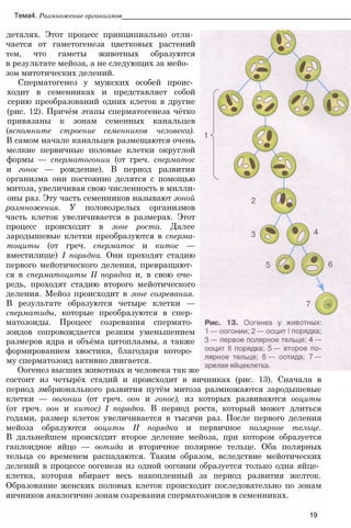 деталях. Этот процесс принципиально отли­
чается от гаметогенеза цветковых растений
тем, что гаметы животных образуются
в результате мейоза, а не следующих за мейо-
зом митотических делений.
Сперматогенез у мужских особей проис­
ходит в семенниках и представляет собой
серию преобразований одних клеток в другие
(рис. 12). Причём этапы сперматогенеза чётко
привязаны к зонам семенных канальцев
(вспомните строение семенников человека).
В самом начале канальцев размещаются очень
мелкие первичные половые клетки округлой
формы — сперматогонии (от греч. сперматос
и гонос — рождение). В период развития
организма они постоянно делятся с помощью
митоза, увеличивая свою численность в милли­
оны раз. Эту часть семенников называют зоной
размножения. У половозрелых организмов
часть клеток увеличивается в размерах. Этот
процесс происходит в зоне роста. Далее
зародышевые клетки преобразуются в сперма-
тоциты (от греч. сперматос и китос —
вместилище) I порядка. Они проходят стадию
первого мейотического деления, превращают­
ся в сперматоциты II порядка и, в свою оче­
редь, проходят стадию второго мейотического
деления. Мейоз происходит в зоне созревания.
В результате образуются четыре клетки —
сперматиды, которые преобразуются в спер­
матозоиды. Процесс созревания спермато­
зоидов сопровождается резким уменьшением
размеров ядра и объёма цитоплазмы, а также
формированием хвостика, благодаря которо­
му сперматозоид активно двигается.
Оогенез высших животных и человека так же
состоит из четырёх стадий и происходит в яичниках (рис. 13). Сначала в
период эмбрионального развития путём митоза размножаются зародышевые
клетки — оогонии (от греч. оон и гонос), из которых развиваются ооциты
(от греч. оон и китос) I порядка. В период роста, который может длиться
годами, размер клеток увеличивается в тысячи раз. После первого деления
мейоза образуются ооциты II порядка и первичное полярное тельце.
В дальнейшем происходит второе деление мейоза, при котором образуется
гаплоидное яйцо — оотида и вторичное полярное тельце. Оба полярных
тельца со временем распадаются. Таким образом, вследствие мейотических
делений в процессе оогенеза из одной оогонии образуется только одна яйце­
клетка, которая вбирает весь накопленный за период развития желток.
Образование женских половых клеток происходит последовательно по зонам
яичников аналогично зонам созревания сперматозоидов в семенниках.
19
Тема4. Размножение организмов___________________________________________________________
 